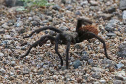 Image of Tuscan Bronze Tarantula