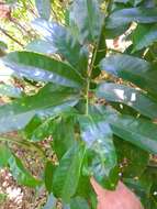 Imagem de Vochysia guatemalensis J. D. Smith