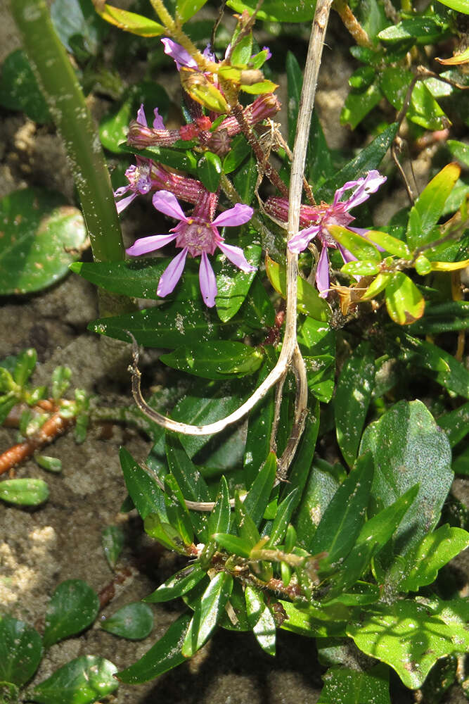 Image of Sticky Waxweed