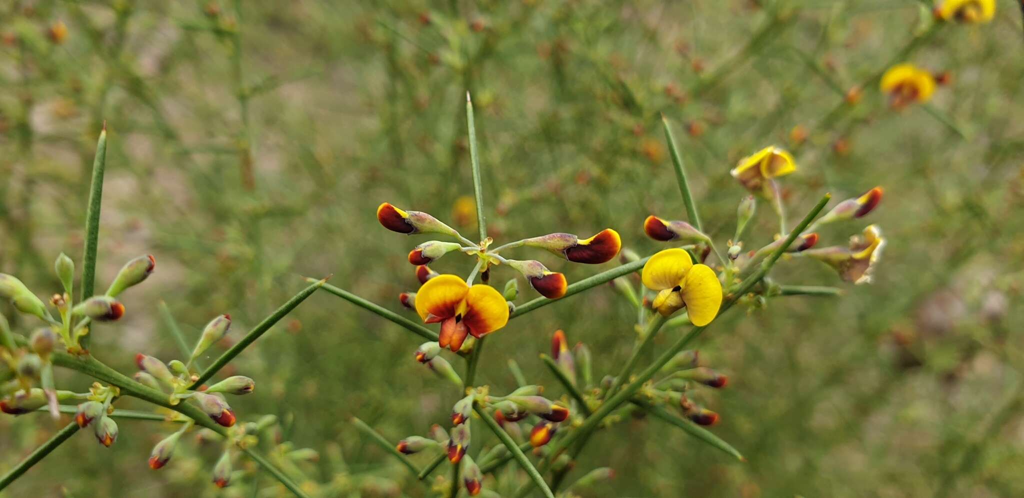 Image of Daviesia genistifolia Benth.