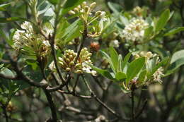 Imagem de Rhododendron micranthum Turcz.