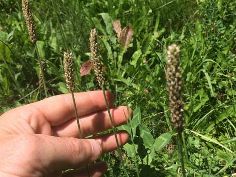 Image of Hoary Plantain