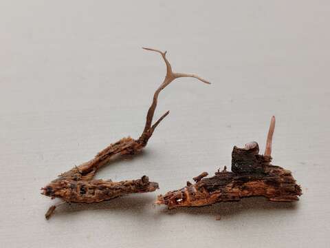 Image of Ophiocordyceps stylophora (Berk. & Broome) G. H. Sung, J. M. Sung, Hywel-Jones & Spatafora 2007