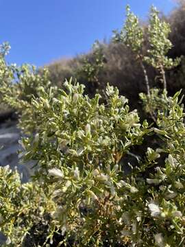 Imagem de Baccharis tricuneata (L. fil.) Pers.