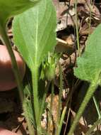 Sivun Viola sagittata var. ovata (Nutt.) Torr. & A. Gray kuva