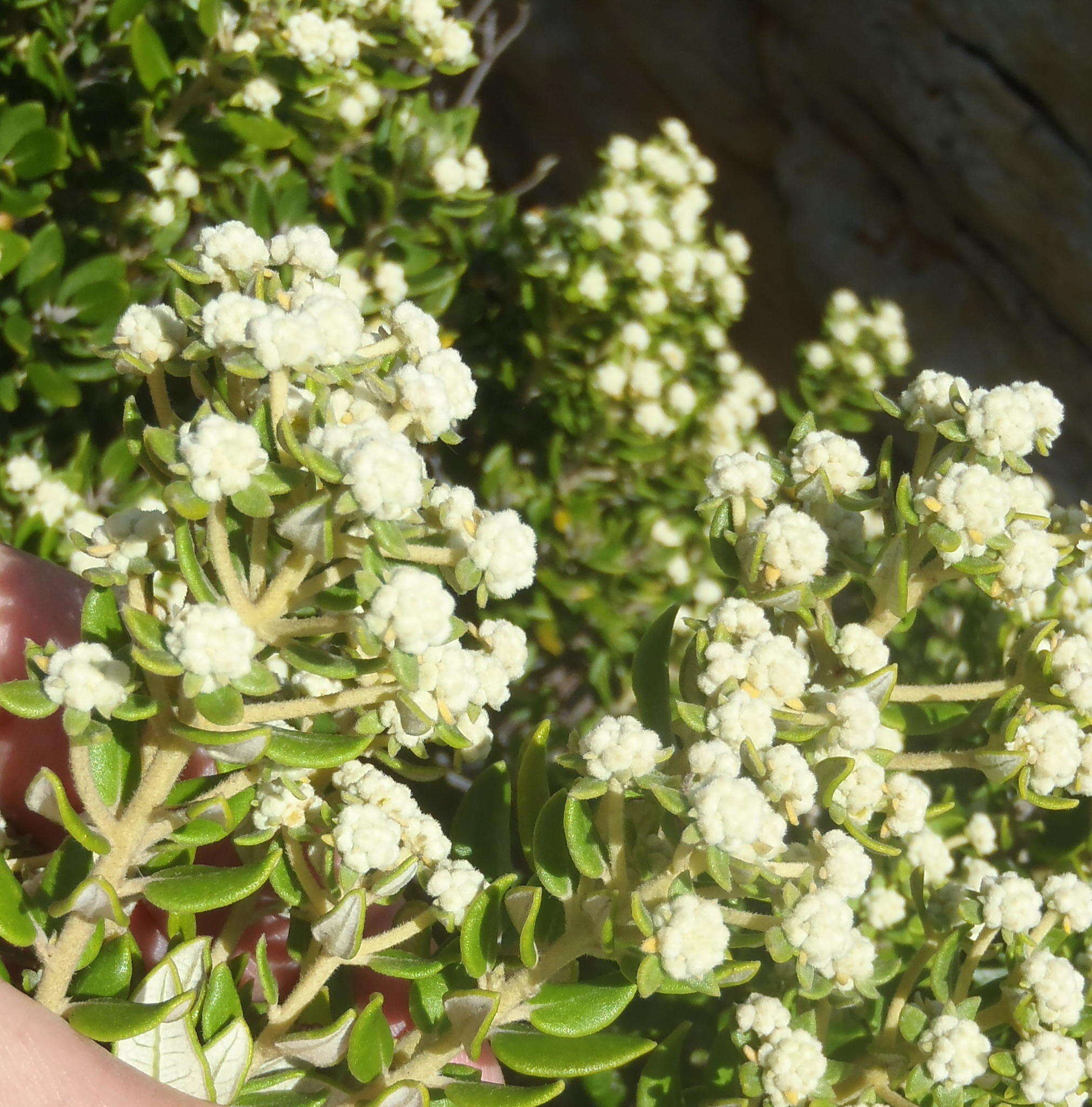 Image of Phylica buxifolia L.