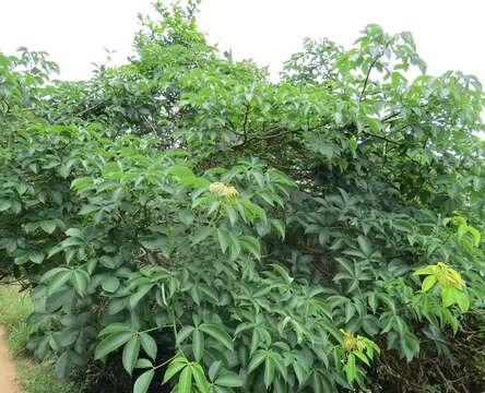 Image of Ceiba erianthos (Cav.) K. Schum.