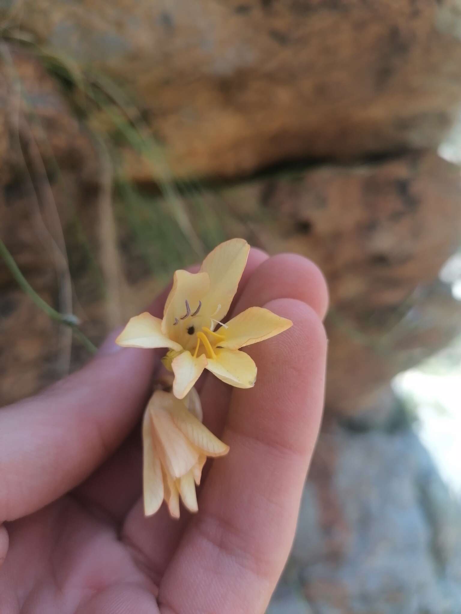 Image of Tritonia parvula N. E. Br.