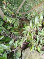 Image of Ficus sarmentosa var. nipponica (Franch. & Savatier) Corner