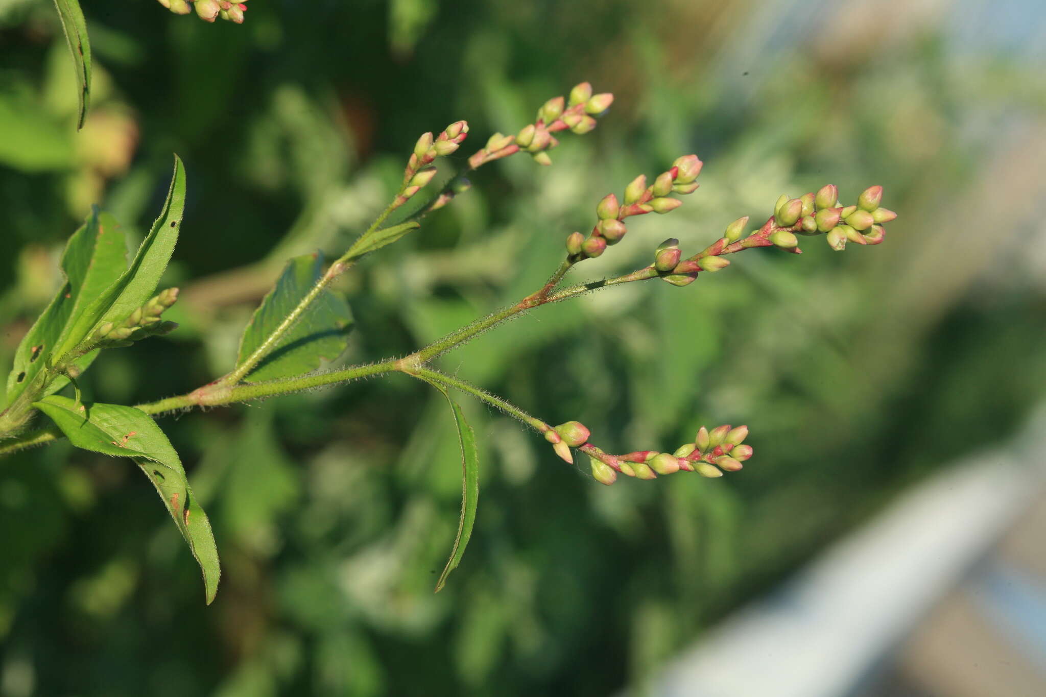 Imagem de Persicaria bungeana (Turcz.) Nakai ex Mori