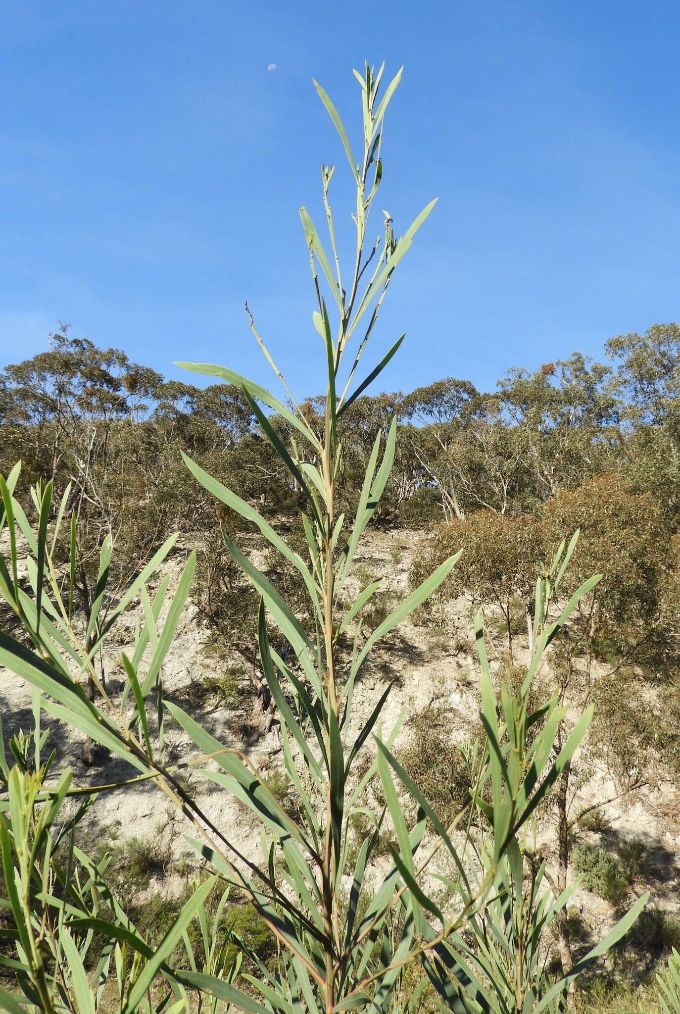 Acacia provincialis A. Camus的圖片