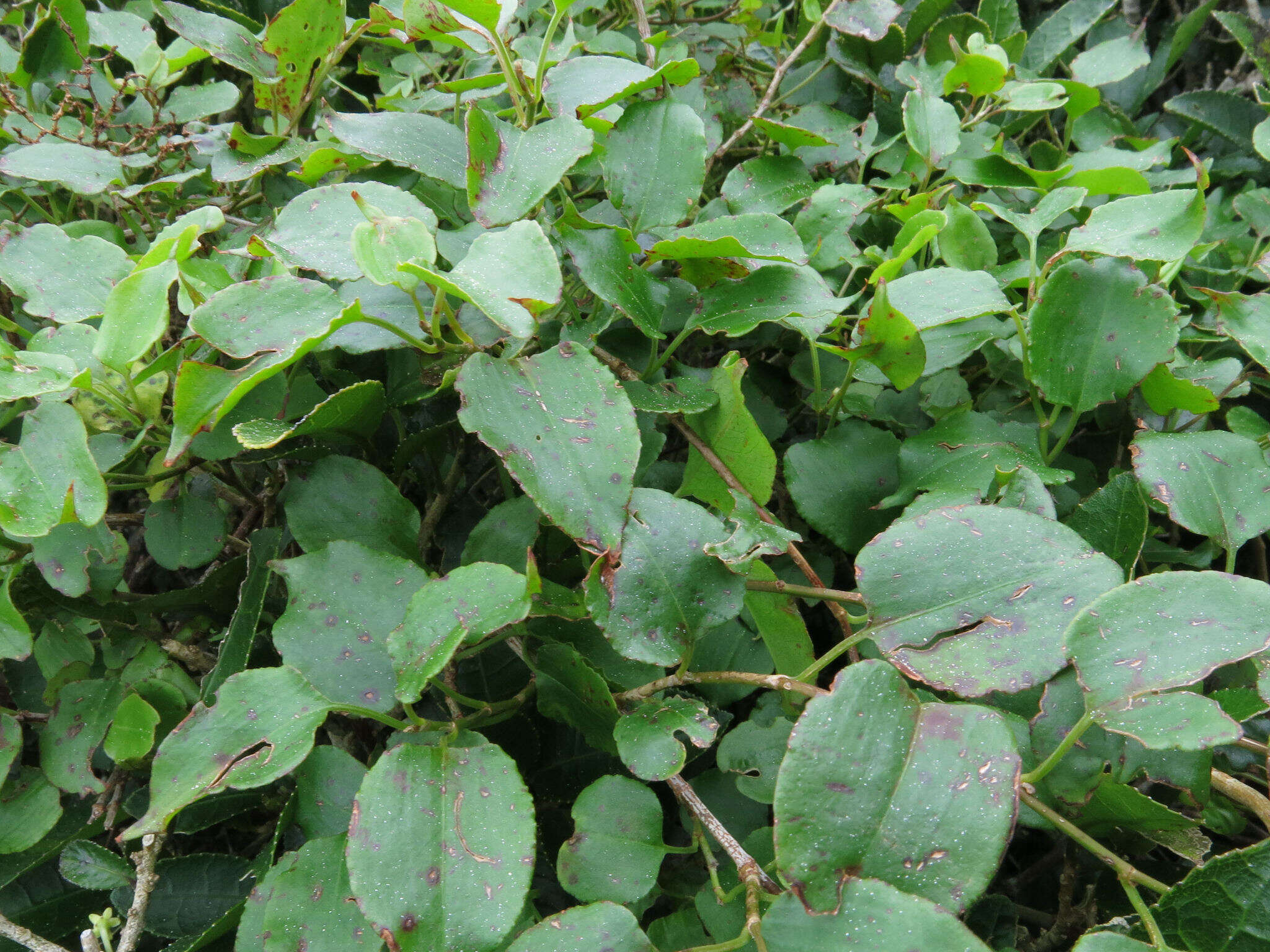 Image of Muehlenbeckia australis (Forst. fil.) Meisn.