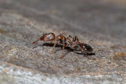 Image de Podomyrma elongata Forel 1895