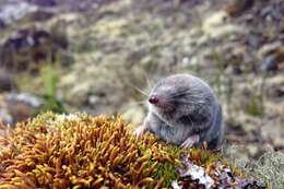 Image of Ecuadorean Small-eared Shrew