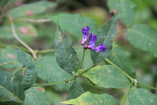 Imagem de Vicia venosa (Link) Maxim.