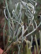 Image of Senna artemisioides subsp. artemisioides