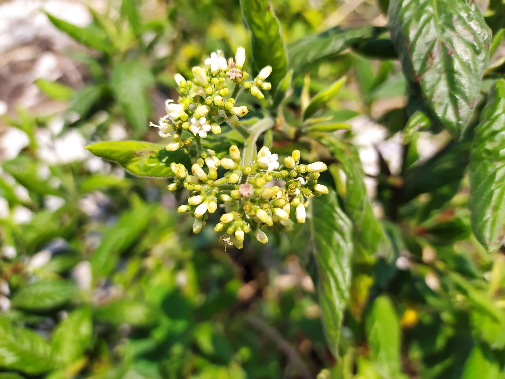 Image of Psychotria erythrocarpa Schltdl.