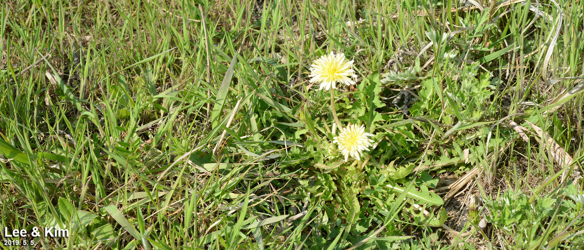 Слика од Taraxacum coreanum Nakai