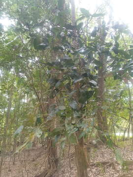 Image of Aristolochia praevenosa F. Müll.