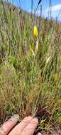 Image of Bobartia filiformis (L. fil.) Ker Gawl.