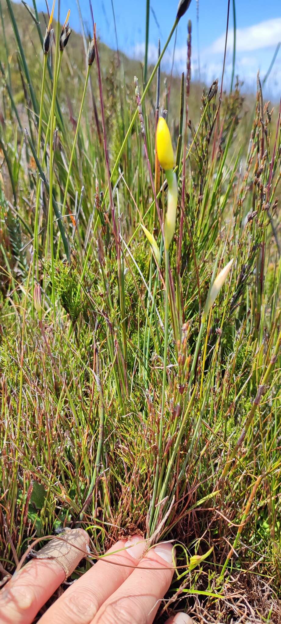 Image of Bobartia filiformis (L. fil.) Ker Gawl.