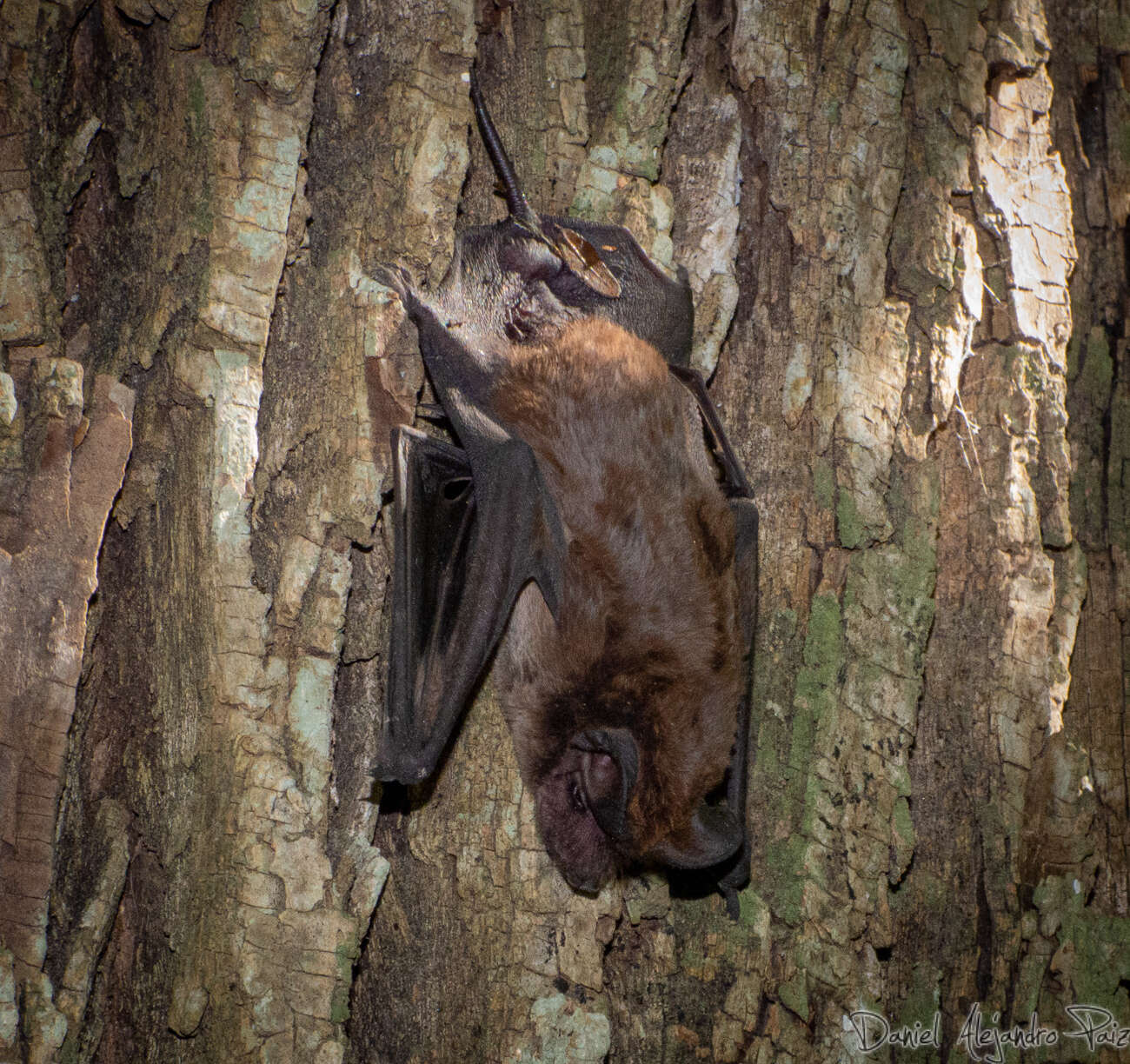 Image of dwarf bonneted bat