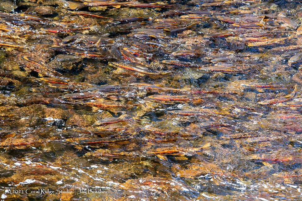 Plancia ëd Catostomus catostomus (Forster 1773)