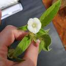 Image of Ipomoea chloroneura Hall. fil.