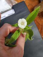 Image of Ipomoea chloroneura Hall. fil.