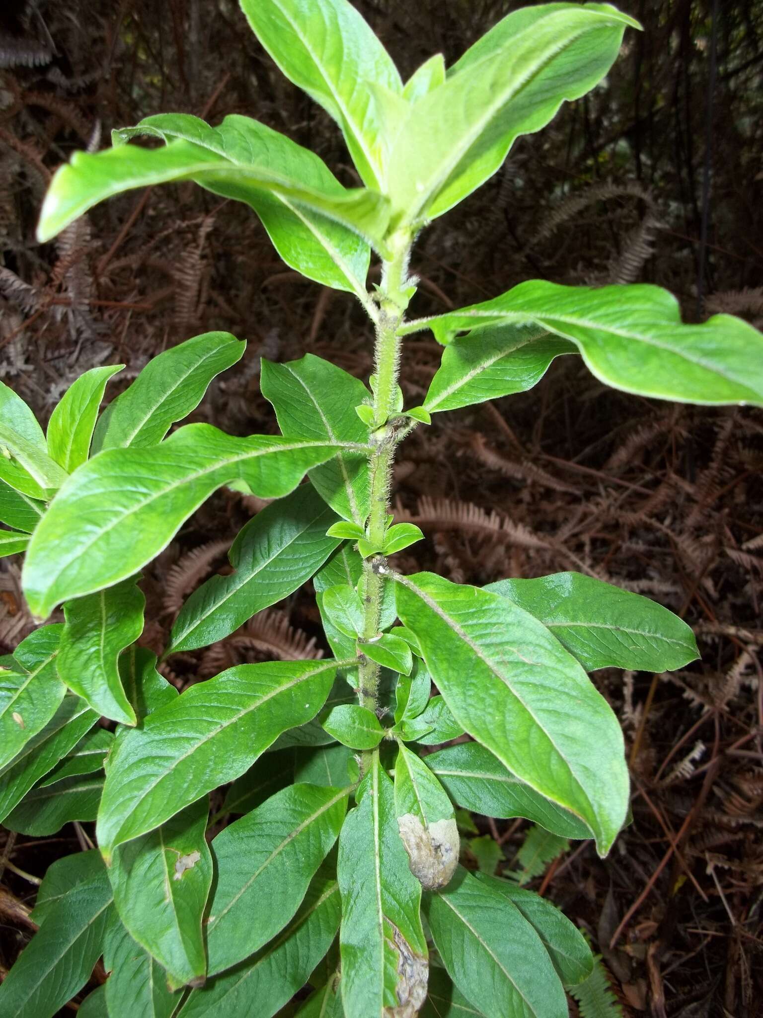 Image de Coprosma ochracea W. R. B. Oliv.