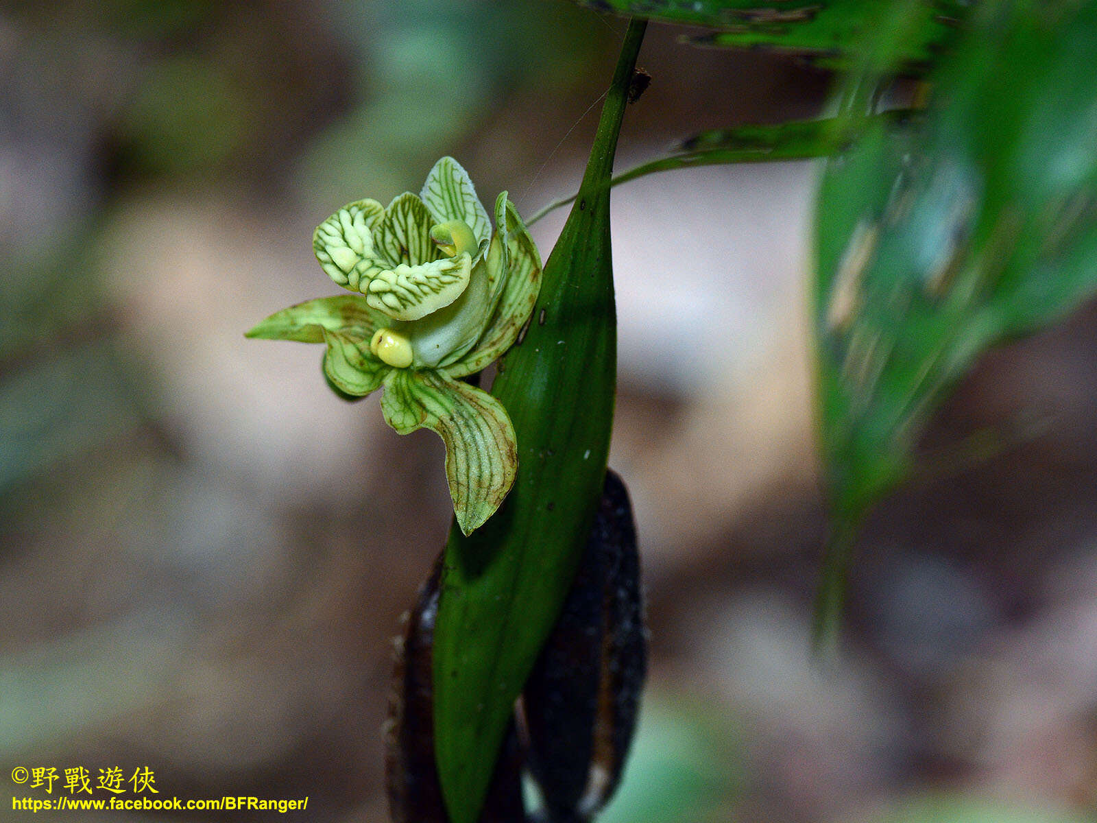 Image of Claderia viridiflora Hook. fil.