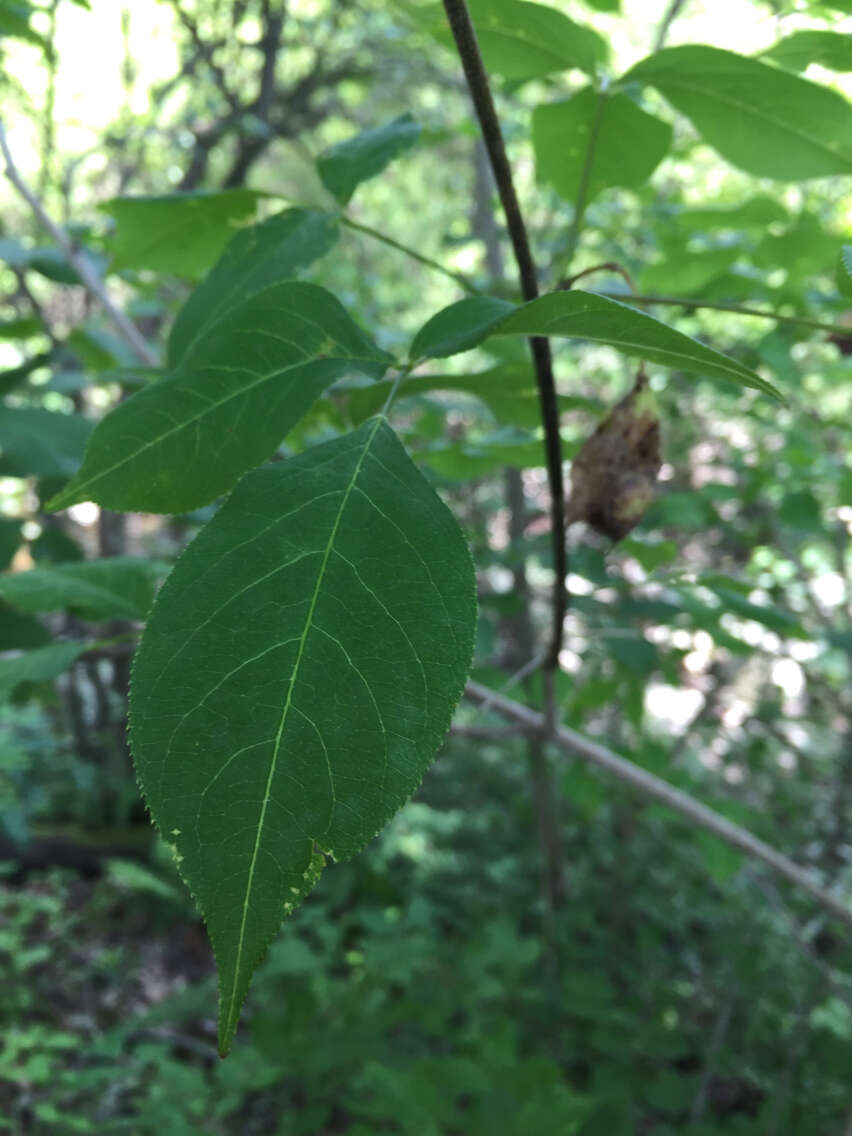 Image of American bladdernut