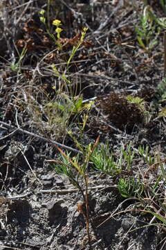 Bupleurum brachiatum C. Koch ex Boiss. resmi