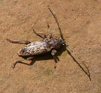 Image of Enaphalodes atomarius (Drury 1773)