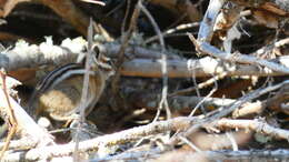 Image of Colorado Chipmunk