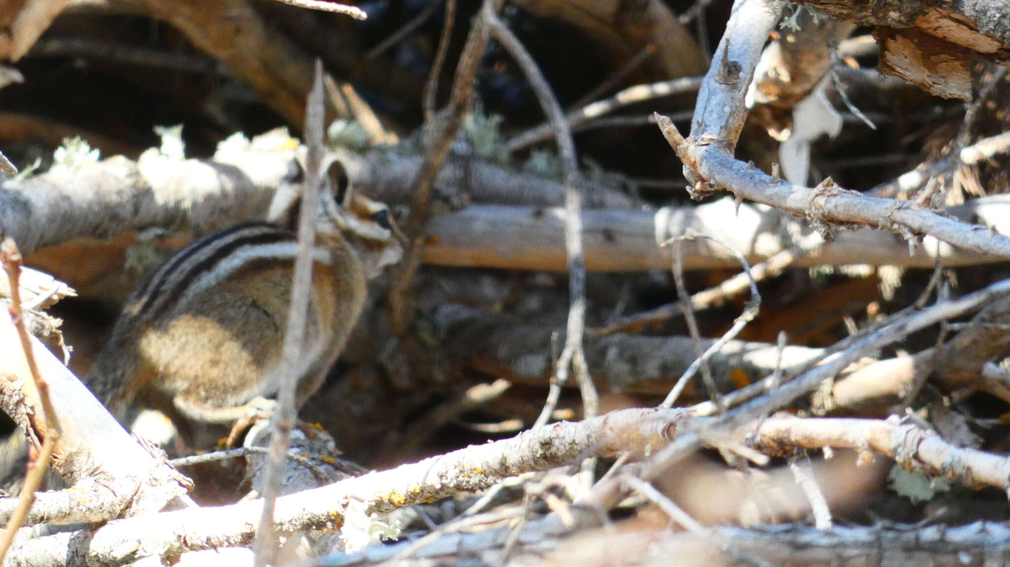 Image of Colorado Chipmunk