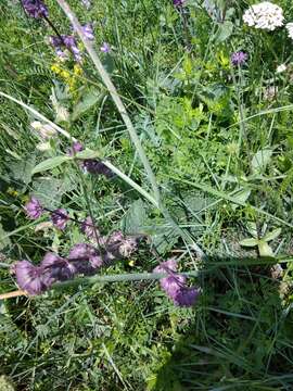 Image of Allium fuscoviolaceum Fomin