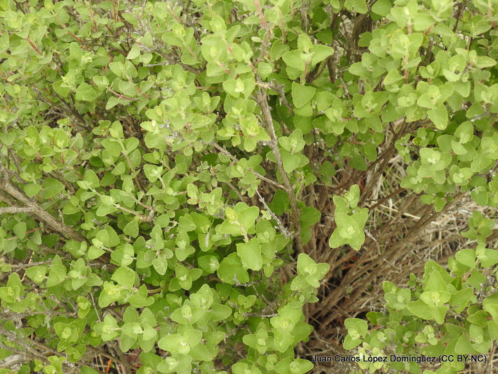 Brickellia veronicifolia (Kunth) A. Gray的圖片