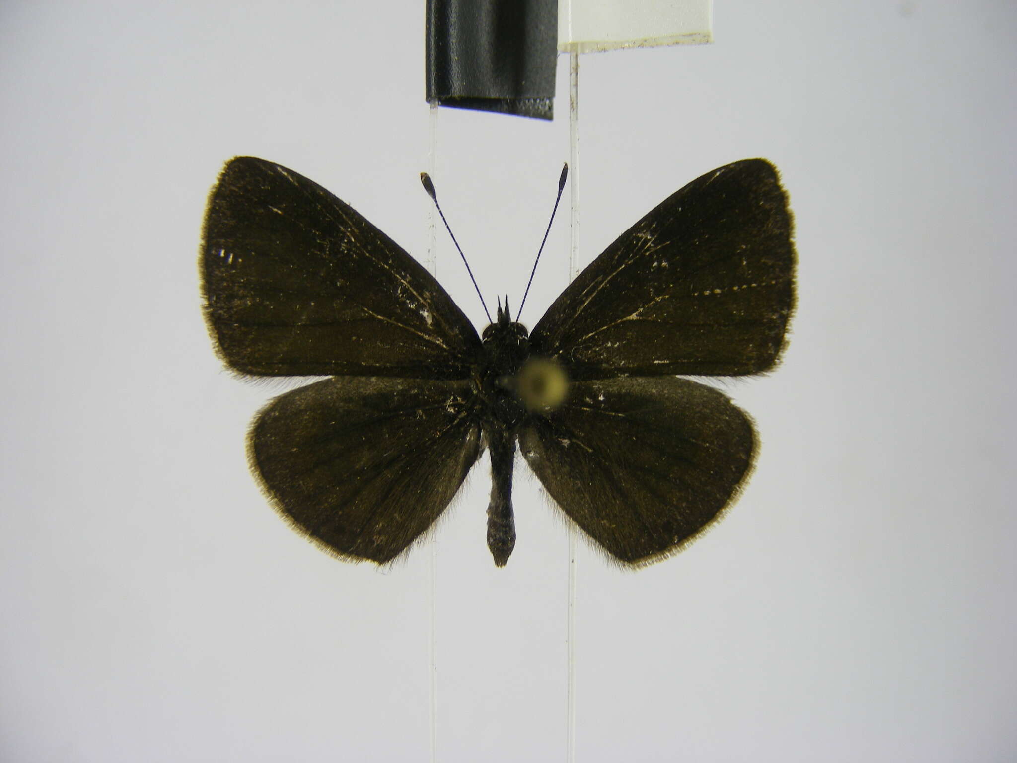 Image of Pseudonacaduba aethiops (Mabille 1877)