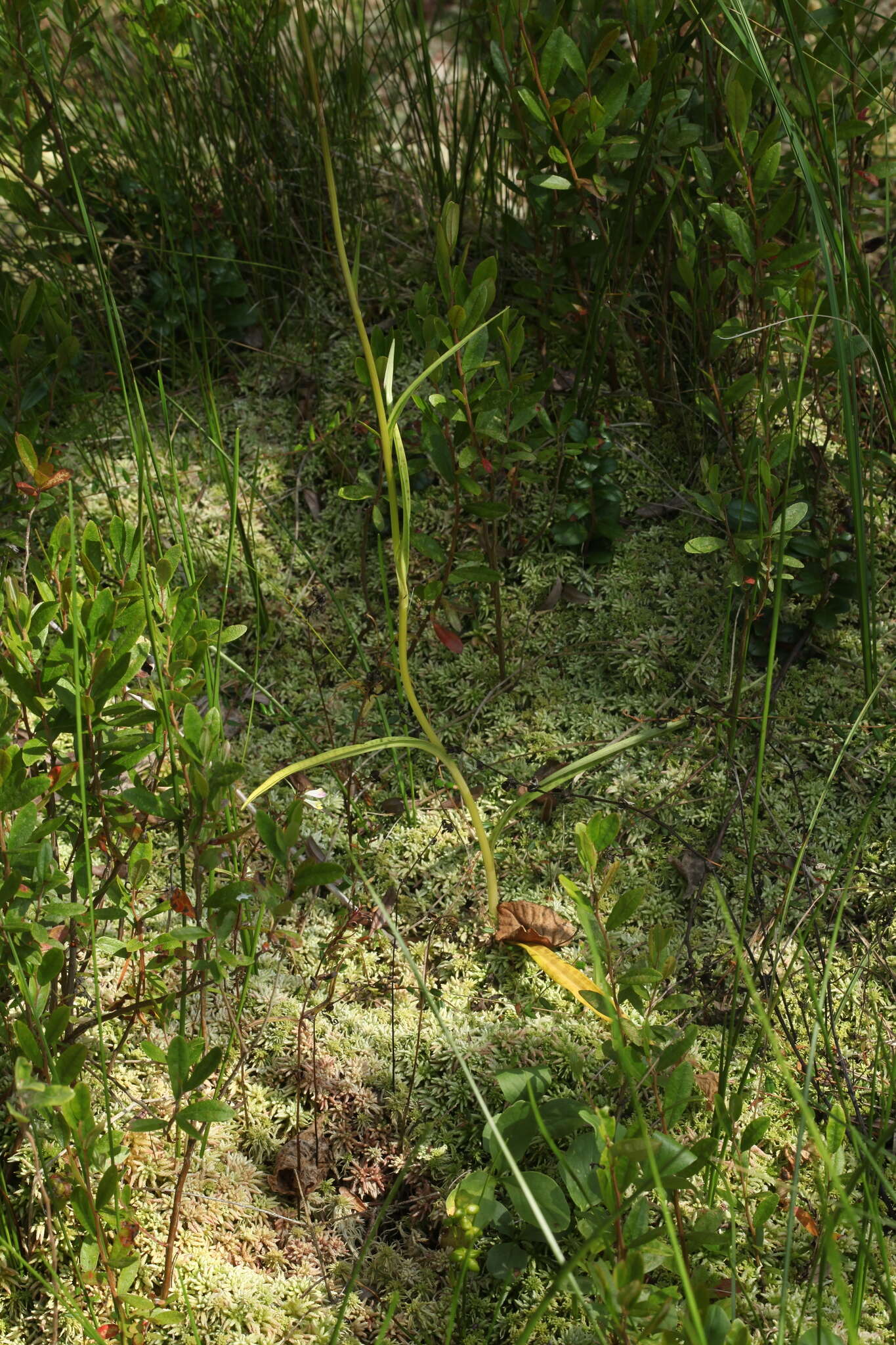 Image of Dactylorhiza traunsteineri subsp. curvifolia (F. Nyl.) Soó