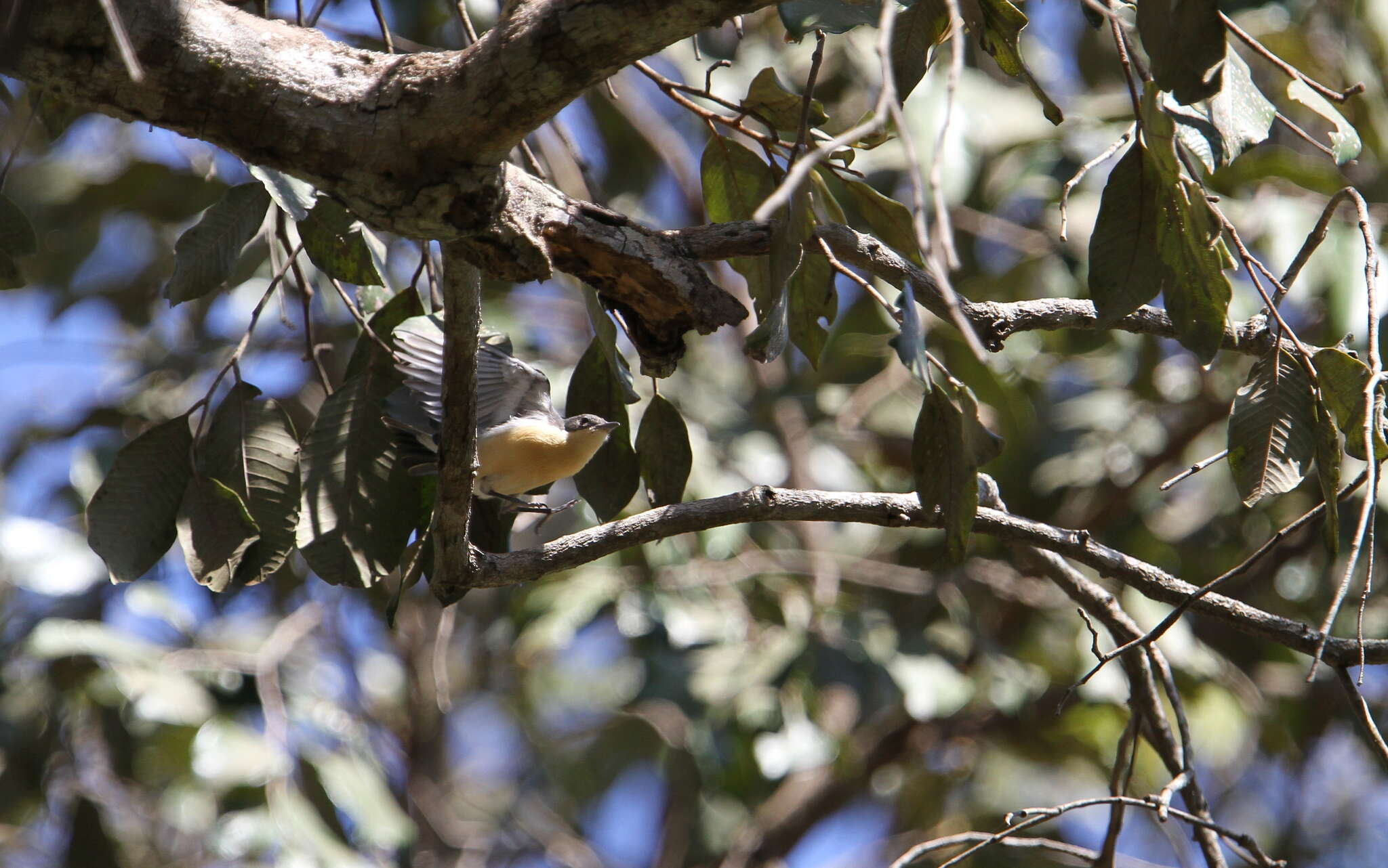 Image of Yellow-bellied Hyliota