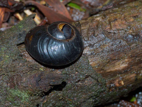 Image of Victaphanta compacta (Cox & Hedley 1912)