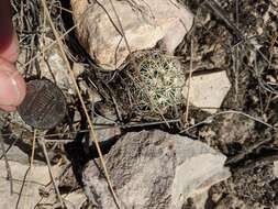 Image of rhinoceros cactus