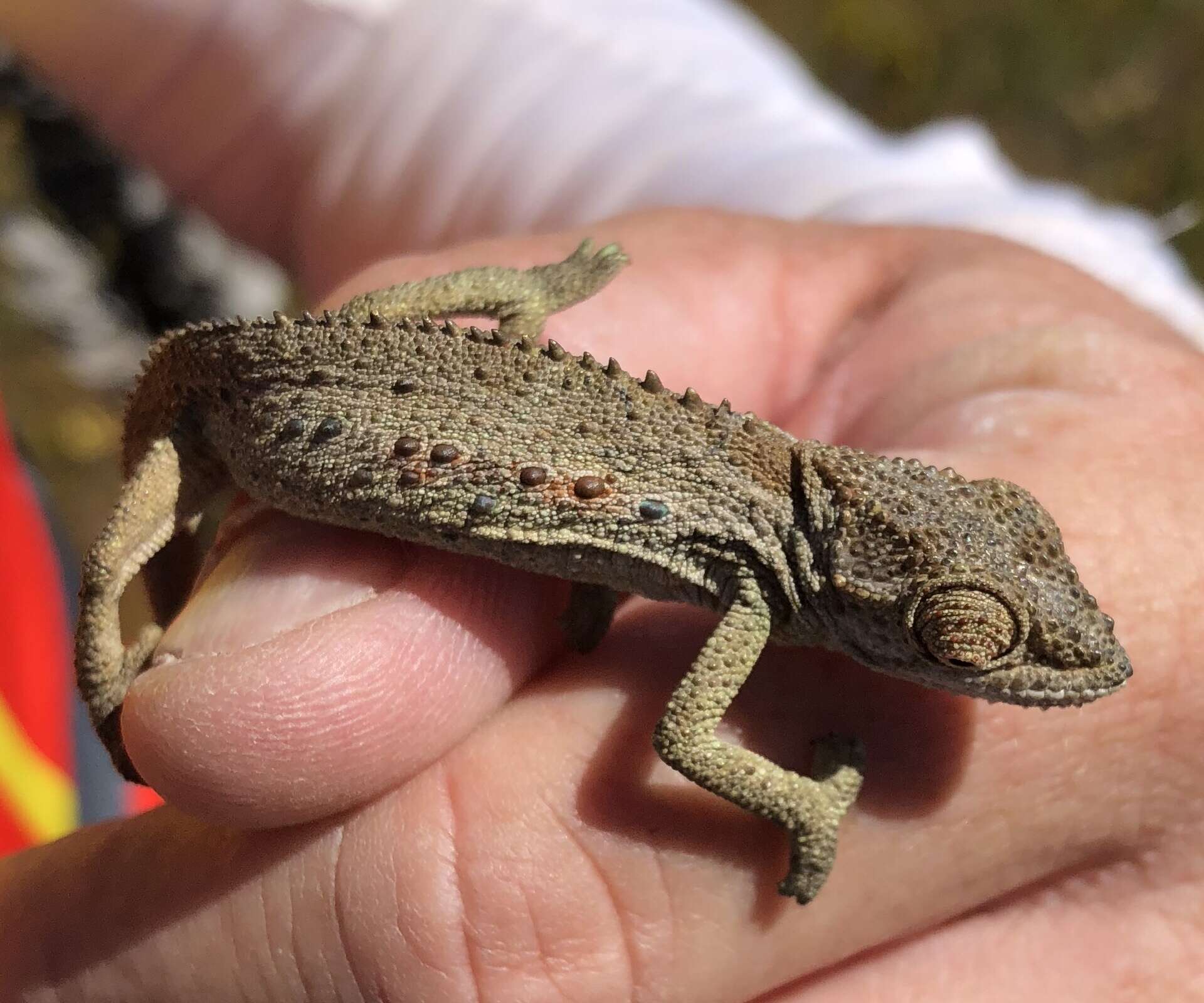 Image of Robertson Dwarf Chameleon