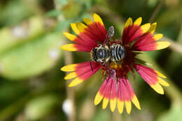 Image of Petulant Leaf-cutter Bee