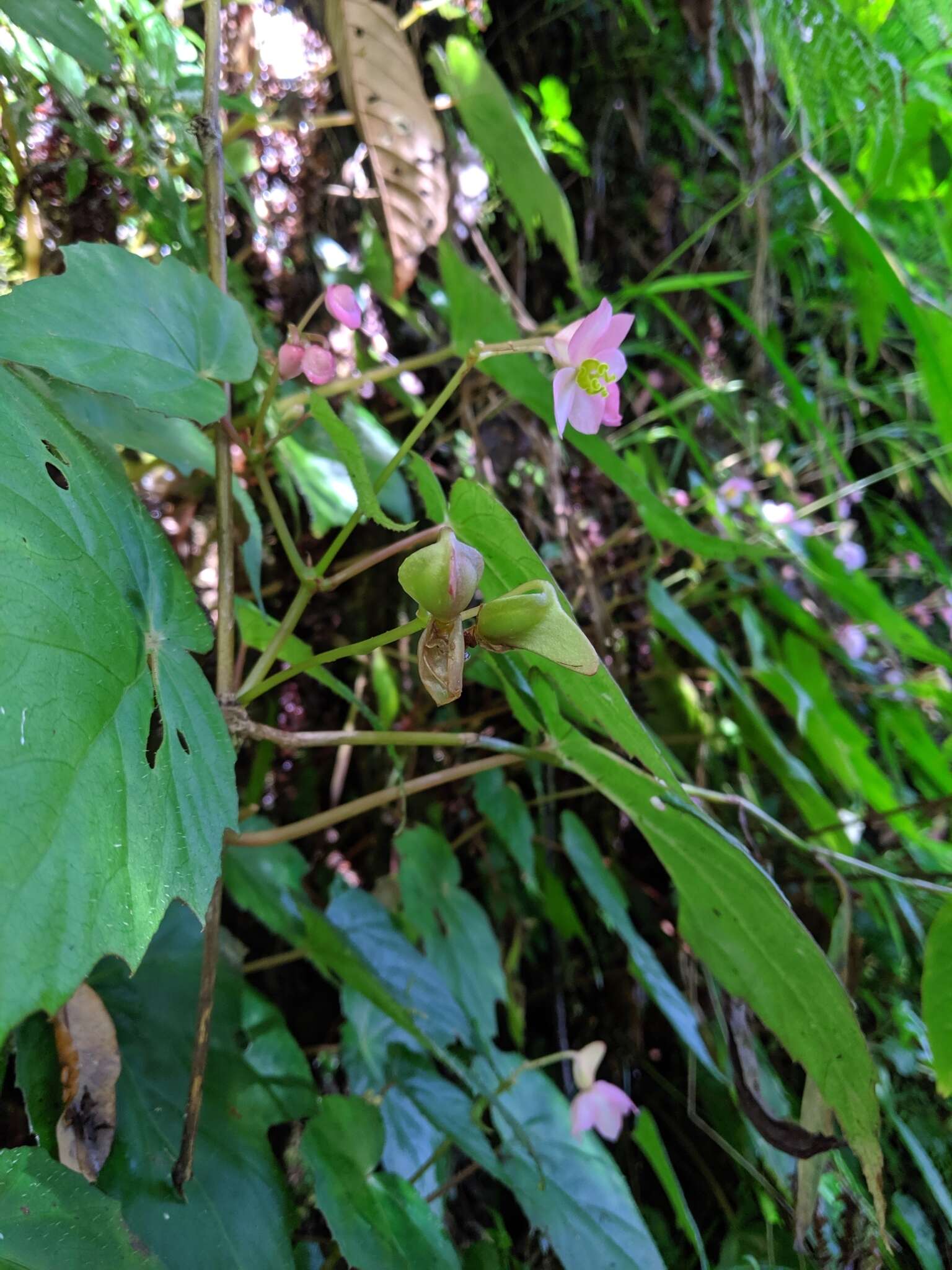 Слика од Begonia formosana (Hayata) Masam.