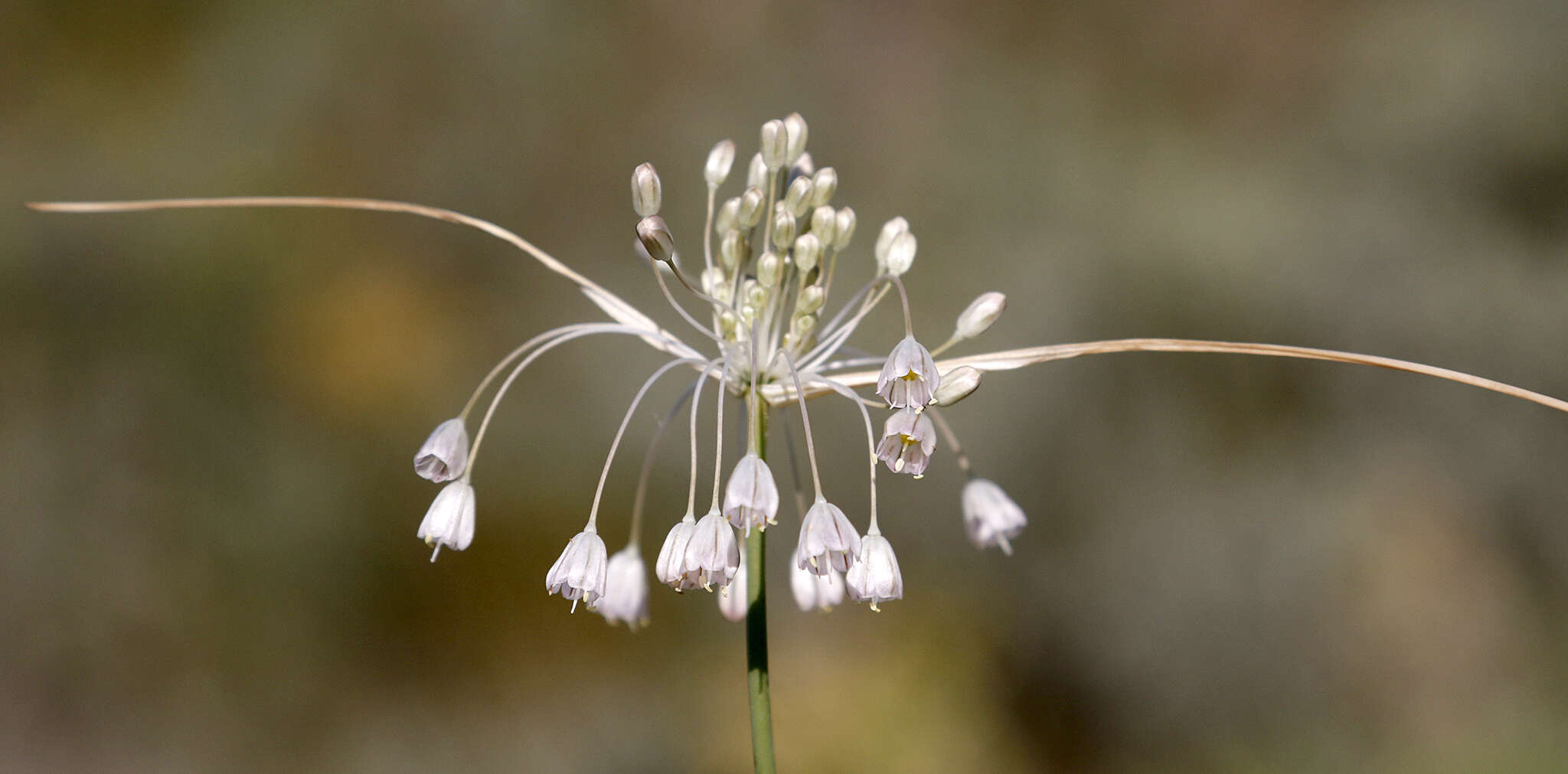 Image of Allium podolicum Blocki ex Racib. & Szafer