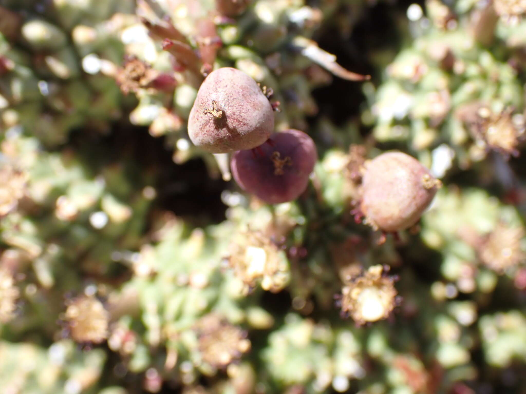 صورة Euphorbia multiceps A. Berger