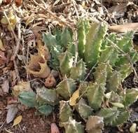 Huernia barbata subsp. barbata的圖片