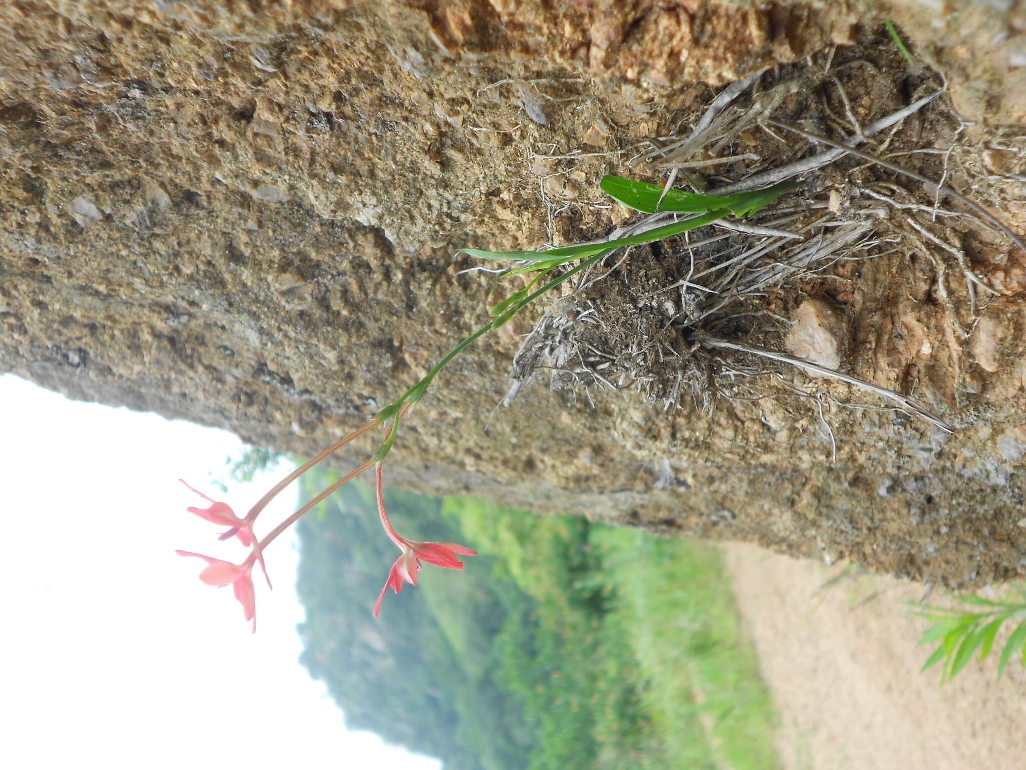 Image of Freesia laxa subsp. laxa